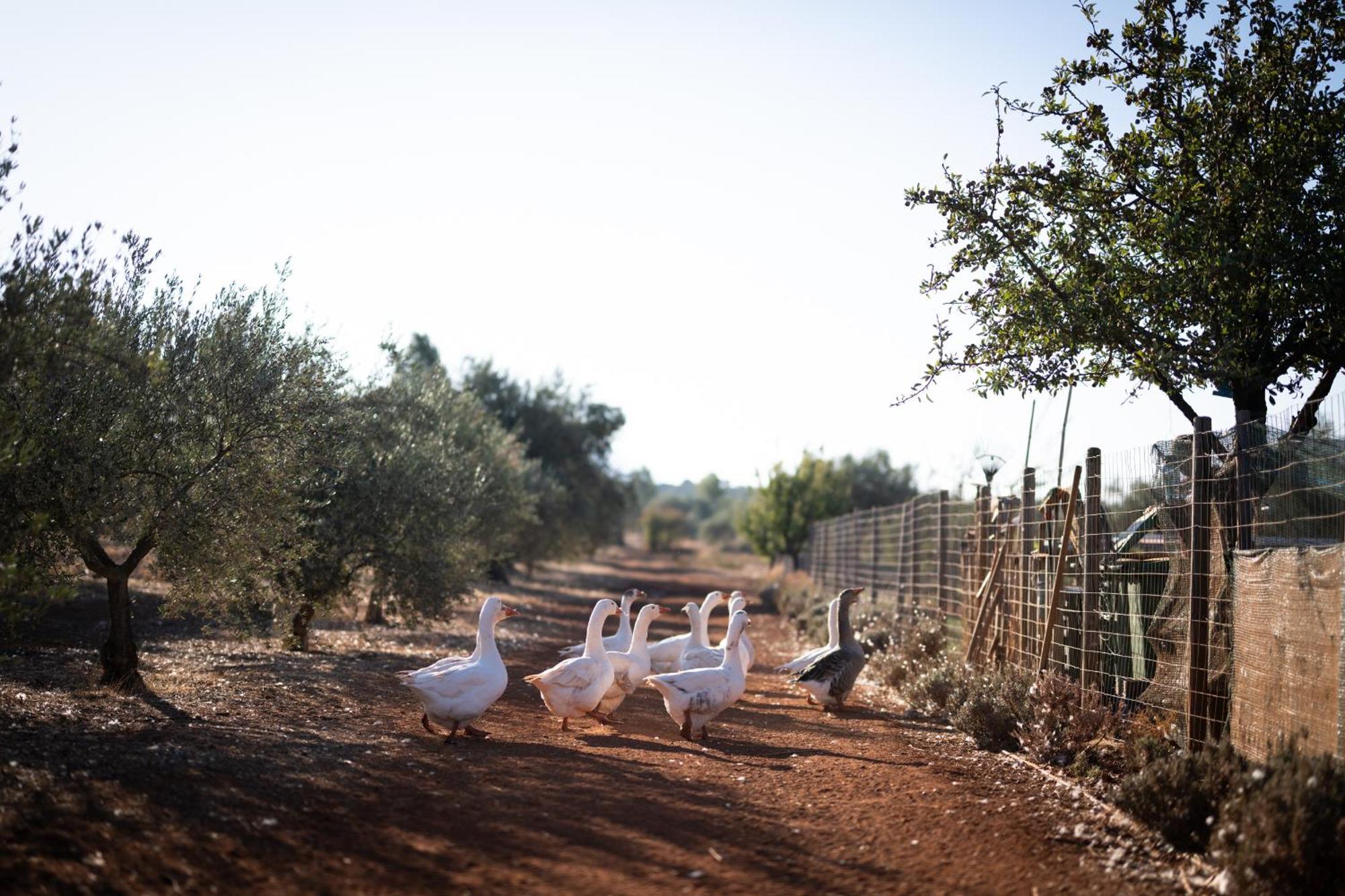 Eumelia Organic Agrotourism Farm Ξενοδοχείο Γούβες Εξωτερικό φωτογραφία