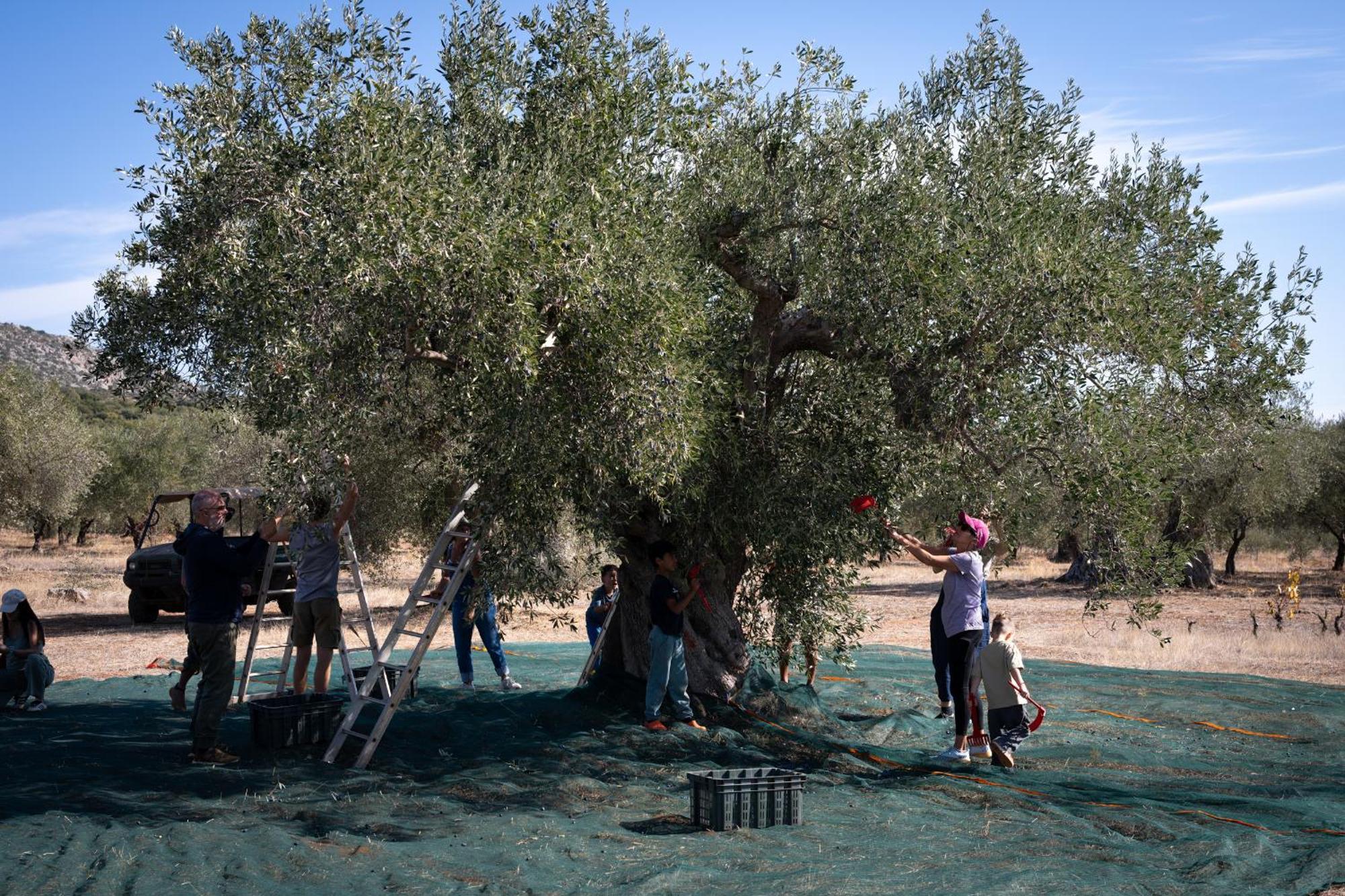 Eumelia Organic Agrotourism Farm Ξενοδοχείο Γούβες Εξωτερικό φωτογραφία